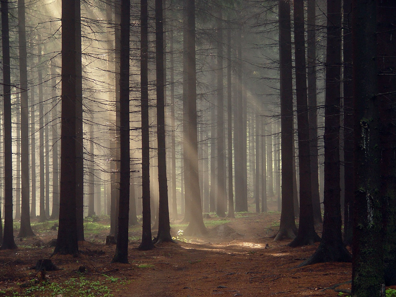 Cool desktop background, forest images