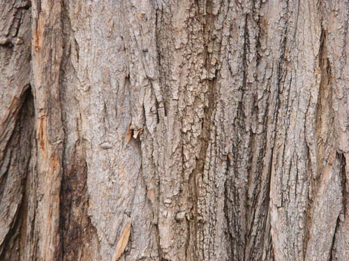 Free-Tree-Bark-Wood-Textures-High-Quality-Tree-Wood-Texture-Patterns