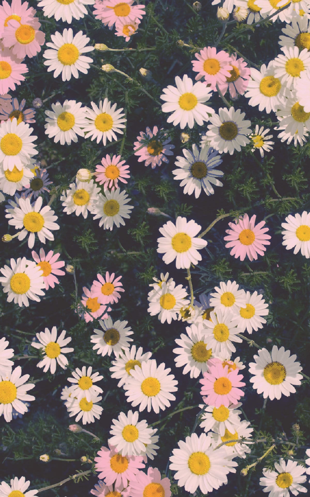 60s Flower Iphone Wallpaper